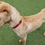 Shelter’s plea over a ‘very timid’ dog that was nearly starved by its owners 