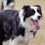 Shocked officers as lost dog hands itself into the police station (VIDEO)