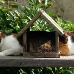 A shocking reason behind your cat rubbing against you 