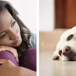 Sick pets