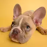 Sick shelter dog gets heartwarming message from 11-year-old girl