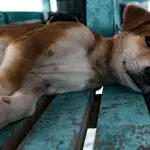 This starving pregnant dog was abandoned in a field and left to survive for days on her own