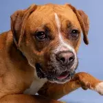 A starving puppy was found locked up in a closet of a newly bought house