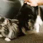 Stop your cat from scratching your sofa with these simple tricks