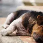 This stray pup followed people in hope of finding new home