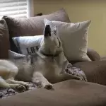 Stubborn couch potato Zeus