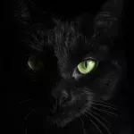 Study shows all cats have ‘an element of psychopathy’ 