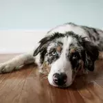 Surely the most adorable breed out there