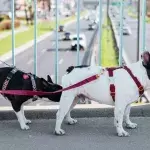 Surprising truth behind your dogs’ butt-sniffing habit