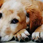 This sweet dog was left heartbroken after its owner tragically died 