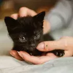 This sweet kitten was tortured with hot water and beatings, and his callous owner is wanted  