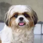 This sweet new mama dog was dumped on the streets in pain and lost an eye