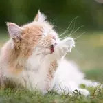 That's one maternal cat!