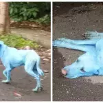 There are blue dogs in India and the reason why is alarming