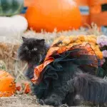 These are the 10 cutest cat Halloween costumes ever