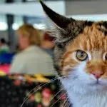 These are 3 of the biggest cat breeds in the world (VIDEO)