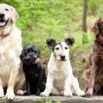 These Are The 5 Most Playful Breeds Of Dogs