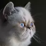 These are the laziest cat breeds