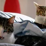 These are the most annoying cat breeds 