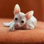 These bald cats have no fur and look like little aliens