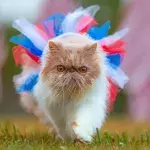 These common cat care mistakes you’re probably making pose a risk to your pet’s life