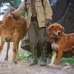 These dogs adopted a mini bull, and now he seems to think he’s a dog too