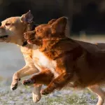 These heartbroken separated pups miraculously reunited after two different rescues put their stories together