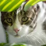These houseplants that you probably have in your home are toxic to cats