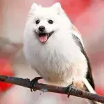 These Hybrids Of Very Different Animals Are Real Works Of Art