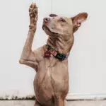 These owners abandoned their dog for an unusual reason