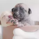 These six-days-old puppies had to leave their mama dog to survive