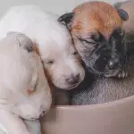 These tiny, hours-old puppies were separated from their mother and dumped in the woods