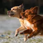 These two adorable deformed pups have created an amazing bond 