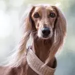 These two dogs overcame heartbreak thanks to their love for each other; now they need a forever home