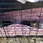 They adopted three kittens and made a shocking discovery