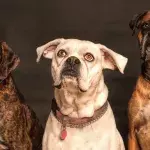 Three heartbroken ‘oldies but goldies’ lady pups are looking for a loving home together 
