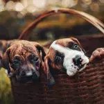 Three weeks-old puppies were found worm-ridden and abandoned on the streets 