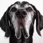 The time of the 7-year rule is over: How old is your dog really?