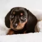 A tiny puppy was nearly burnt alive and abandoned 'crying' in excruciating pain