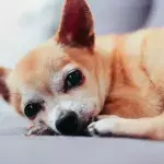 Tiny 'skeleton' Chihuahua on the edge of death rescued from a 'house of horrors'