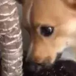 Tired of Staying Inside During Lockdown, This Corgi Is Going Something Hilarious With His Bones