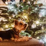 Top 5 dog Christmas presents for under £15