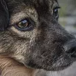 This traumatised Ukrainian dog who wanted nothing to do with people is now thriving in the shelter 