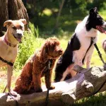 The trendiest dog names of 2022 are revealed, and you won’t believe what’s in first place