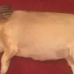 Turkey dog