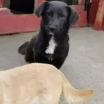 Two dog sisters looking for a joint home