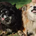 Two dogs were heartlessly left to starve as their owners jet-setted on holidays