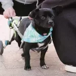 Two dogs who were rescued in the war but left unable to walk are now ready to roll into forever homes