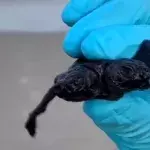 Two-headed turtle