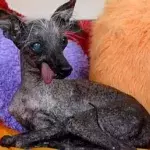 Ugliest dog